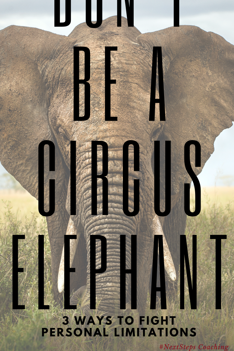 Blog post cover art, a picture of an elephant with overlay text that says don't be a circus elephant